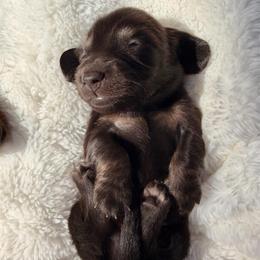 Black and Tan Male - Black and tan male Dachshund puppy in Nampa, Idaho from Long_and_Low_Dachshunds