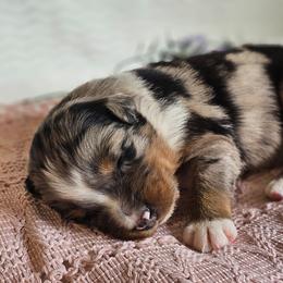 Regina - Blue merle female Australian Shepherd puppy in Mountain Grove, Missouri from K Bar H Farms