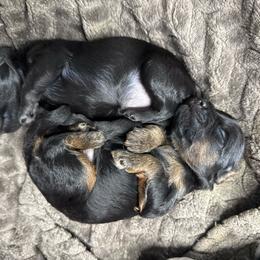 Toby - Black phantom male Aussiedoodle puppy in Science Hill, Kentucky from Southern Paws Kennels