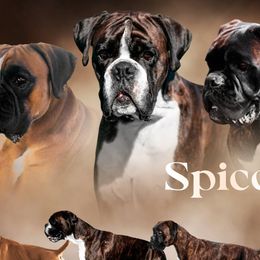 Boxers from Spicchio d'Aglio Boxers