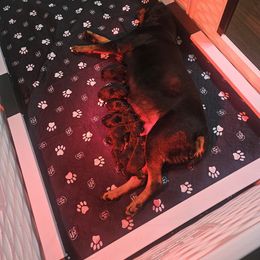 Rottweiler puppies from Von Der Hing Rottweilers