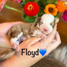 Floyd - Red merle male Aussiedoodle puppy in Lancaster, Minnesota from Finney Ranch