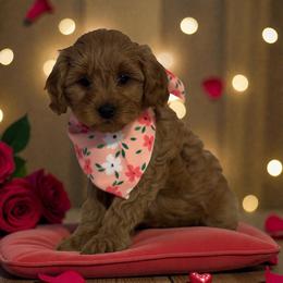 Candycane - Apricot female Cavapoo puppy in Gainesville, Florida from Alyssa Xxweetdoodles