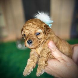 Maid Marian - Apricot female Cavapoo puppy in Waldron, Arkansas from Kay’s Cutie Poos