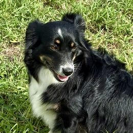 Beckster - Miniature Australian Shepherd