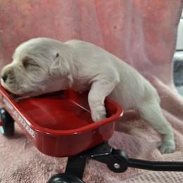 Female 2 - White female Schnoodle puppy in New Cambria, Kansas from Shrivers' Sweethearts