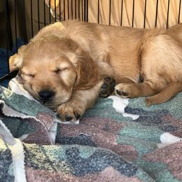 Golden Retriever Puppies from Glenmac Goldens