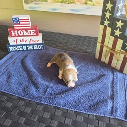 Woody - Sable male Pembroke Welsh Corgi puppy in New Douglas, Illinois from Millerbaughs Country Corgis
