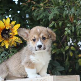 Girl 1 - Red female Pembroke Welsh Corgi puppy in Caliente, California from Rafter Cross 7