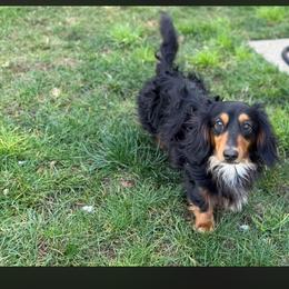 Romeo - Dachshund