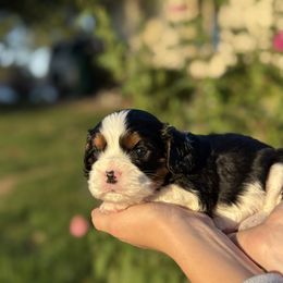 Cavalier King Charles Spaniel puppies from Harvest Creek