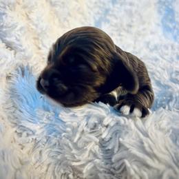 Bear - Brown and tan male Cocker Spaniel puppy in Camp Douglas, Wisconsin from Bluff Country Cockers