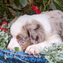 Miniature Australian Shepherd Puppies from Renegade Kennels