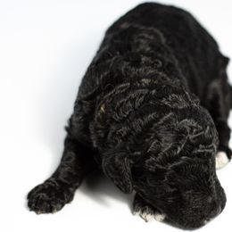 Velma - Black and white Sheepadoodle puppy in Houston, Texas from Texas Castle Doodles