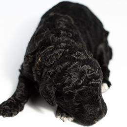 Velma - Black and white Sheepadoodle puppy in Houston, Texas from Texas Castle Doodles