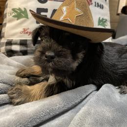 Miniature Schnauzer Puppies from Southern Charm Miniature Schnauzers