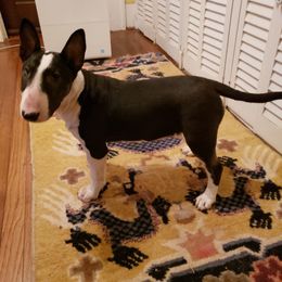 Bull Terrier and Staffordshire Bull Terrier Puppies from Terri Cournoyer
