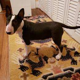 Bull Terrier and Staffordshire Bull Terrier Puppies from Terri Cournoyer