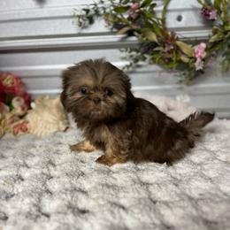 AKC Misty - Liver female Shih Tzu puppy in Elgin, South Carolina from Silver Bells Paw Prints