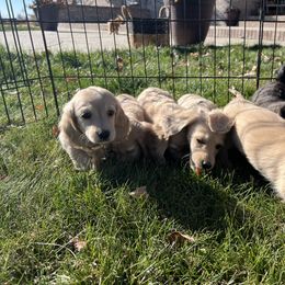 Dachshund Puppies from Loveland Doxies