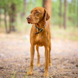 Vizslas from Carter Vizsla