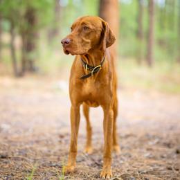 Vizslas from Carter Vizsla
