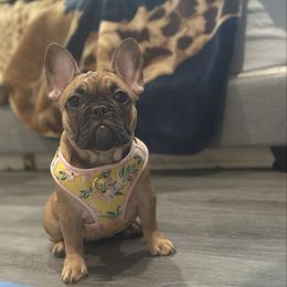 Girl 1 - Fawn and white female French Bulldog puppy in Washington from Pawcific Coast Bullies