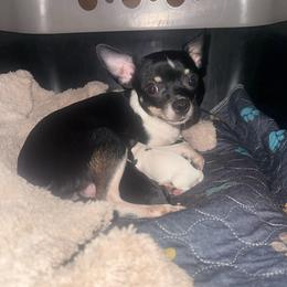 Ronnie - Chihuahua