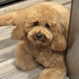 Rio - Goldendoodle