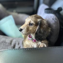 Dachshund Puppies from The long dogs of indiana