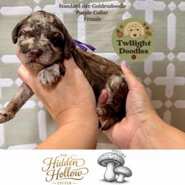 Shiitake - Purple Collar - Merle female Goldendoodle puppy in Garland, Texas from Twilight Doodles