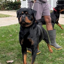 Tank - Rottweiler