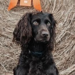 Boykin Spaniel Puppies from Sliding Creek Retrievers