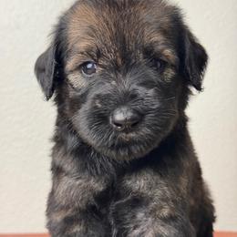 Girl 4 - Black Collar - Pepper and salt female Giant Schnauzer puppy in St George, Utah from Schnauzer Ranch