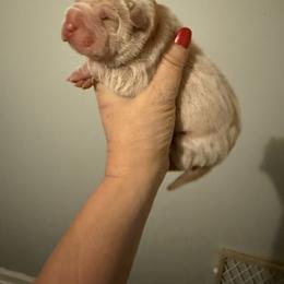 Light cream - Cream female Chinese Shar-Pei puppy in North Carolina from Amy Mahaffey's Chinese Shar-Pei