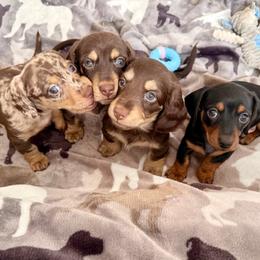Dachshund Puppies from Silver Sage Dachshunds