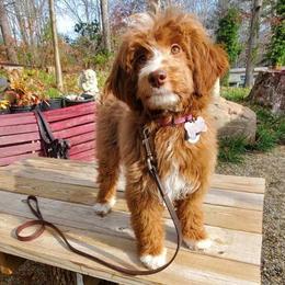 Goldendoodle puppies from Mountain Doodles