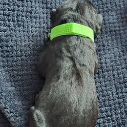 Green Collar - Black male Cane Corso puppy in Henry, Virginia from Hardradas Dynasty Cane Corso