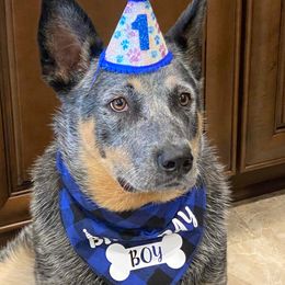 Australian Cattle Dog Puppies from SB Heelers Cattle Dogs and Performance Horses