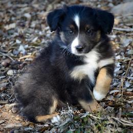 Shadow - Red tri male Miniature Australian Shepherd puppy in Evant, Texas from Lazy VT Bar Ranch