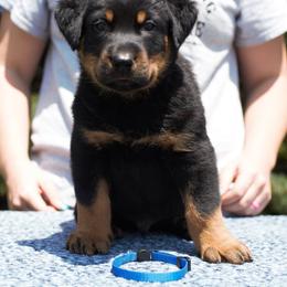 Blue - Black and rust male Beauceron puppy in Batavia, New York from Oakland Beaucerons