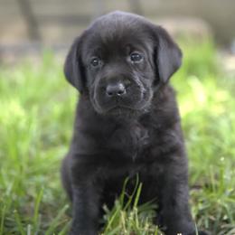 Miss Blue - Black female Labrador Retriever puppy in Morrill, Kansas from Grimm Girls Farm