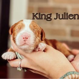 King Julien - Red male Australian Labradoodle puppy in Decatur, Alabama from Southern Meadows Doodles