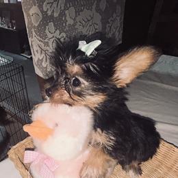 Sweetie Pie - Black and tan female Yorkipoo puppy in Newnan, Georgia from Shirley's Yorkipoos and Yorkshire Terriers