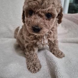 Soda - female Maltipoo puppy in Corona, California from Poodle house CA