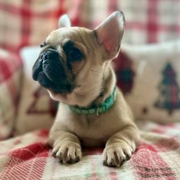 French Bulldog Puppies from Mandy Moon French bulldogs