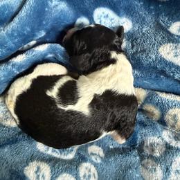 Brazil - Black and white female Bernedoodle puppy in Kensington, Ohio from Hickory Hideaway Doodles