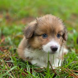 Hagrid - Blue male Pembroke Welsh Corgi puppy in Tallahassee, Florida from Koko's Korgis