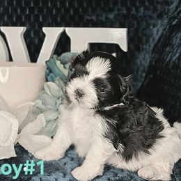 Boy 1 - Black and white male Shihpoo puppy in Eldon, Missouri from B&B Designer Shihpoo’s