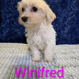 Winifred - Cream female Havanese puppy in Neosho, Missouri from Pups on the Ridge